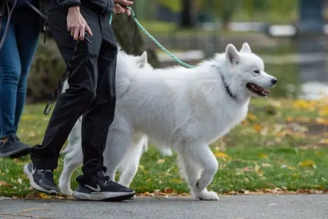 Biały samoyed, którego waga jest idealna, spaceruje z opiekunem po parku jesienią.