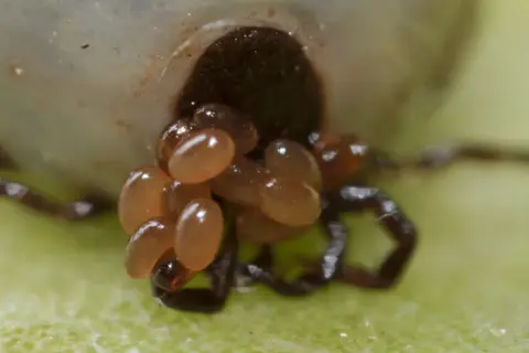 Makro zbliżenie na gniazdo kleszczy, skupisko małych, owalnych jaj, z których wkrótce wyklują się młode.