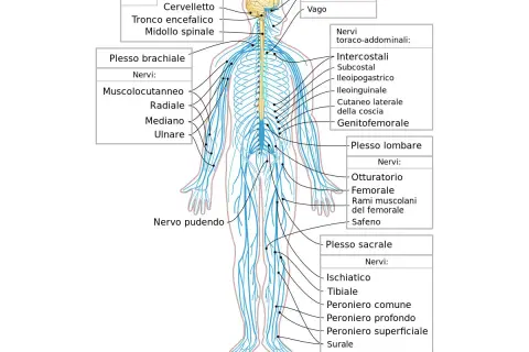 Diagramma del sistema nervoso umano, con particolare attenzione ai nervi degli arti inferiori, utili per comprendere i sintomi della nevrite.