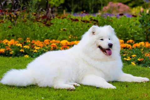 Uśmiechnięty samojed o śnieżnobiałej sierści leży na trawie wśród kolorowych kwiatów. Jego łagodny charakter widać w spojrzeniu.