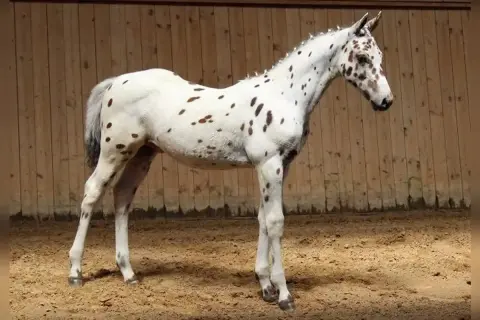 Młody koń rasy appaloosa w białej sierści w brązowe cętki, stoi na piaskowej ujeżdżalni.
