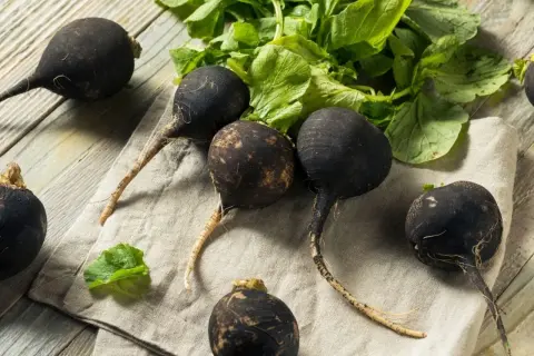Plusieurs radis noirs aux racines fines et aux feuilles vertes reposent sur un tissu clair, sur un fond de bois.