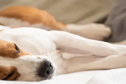 Śpiący pies rasy beagle na białym kocu.