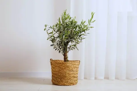 Un petit arbre olivier, symbole de paix, dans un panier en osier tressé, se dresse près d'un rideau blanc.