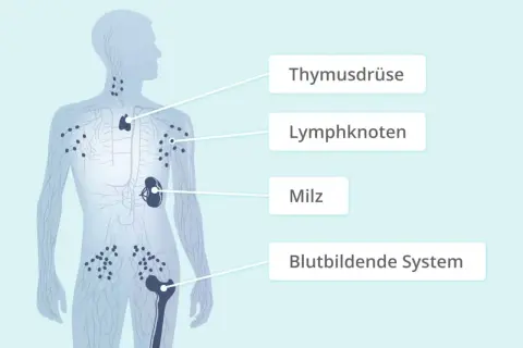 Das Lymphsystem mit Thymusdrüse, Lymphknoten, Milz und blutbildendem System. Hier können sich Erkrankungen wie das non-Hodgkin-Lymphom entwickeln.