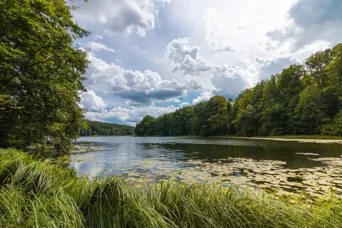 Spokojne jezioro w Drawskim Parku Krajobrazowym, otoczone bujną zielenią drzew i porośnięte liliami wodnymi.