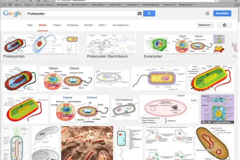 Bilder von **prokaryotischen Zellen** mit ihren Bestandteilen wie Zellwand, Zellmembran und genetischem Material. Vergleiche mit eukaryotischen Zellen.