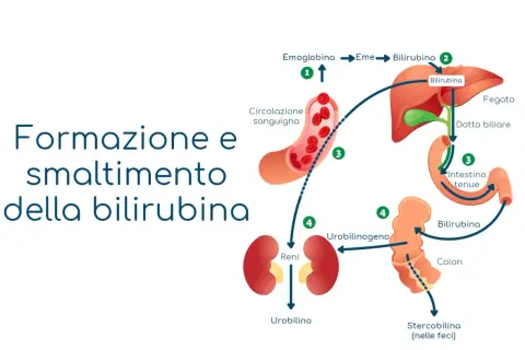 Schema del processo di formazione ed eliminazione della bilirubina, utile per comprendere i valori in caso di sindrome di Gilbert.