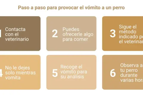 Guía paso a paso: cómo hacer vomitar a un perro. Contacta al veterinario, ofrécele algo de comer, sigue sus indicaciones, no lo dejes solo, recoge el vómito y obsérvalo.