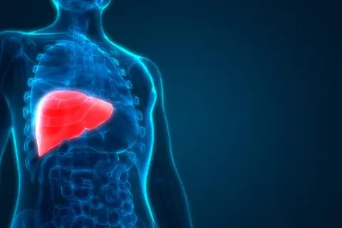 Anatomia człowieka: czerwona wątroba, kluczowa dla metabolizmu i detoksykacji, wpływa na poziom fosfatazy zasadowej.