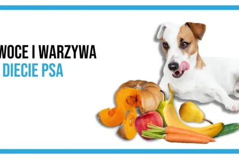 Czy psy mogą jeść warzywa? Dowiedz się, które są bezpieczne i zdrowe!