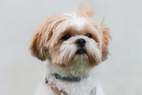 Szelki czy obroża dla Shih Tzu - co zapewni lepsze bezpieczeństwo?