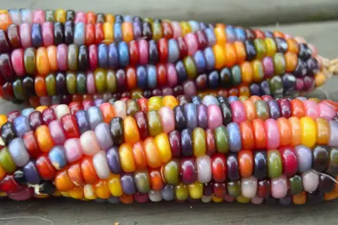 Deux épis de maïs aux couleurs vives, rappelant l'origine de cette plante. Chaque grain est une petite œuvre d'art naturelle.