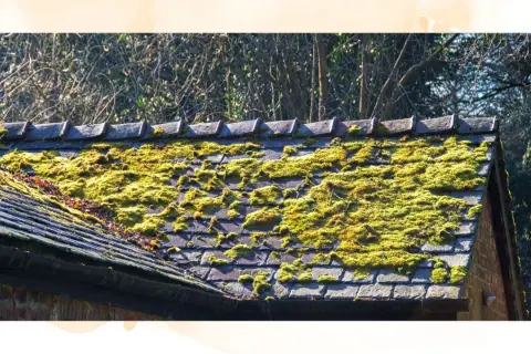 A weathered roof is covered in vibrant green moss, creating a natural, textured carpet.