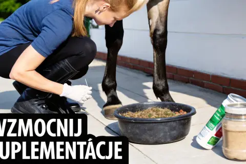 Kobieta w rękawiczkach podaje koniowi suplement na stawy. Wzmocnij suplementację, dbając o zdrowie swojego wierzchowca.