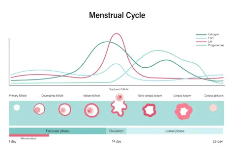 Graphique du cycle menstruel montrant les variations des hormones, dont la FSH, et le développement des follicules jusqu'à l'ovulation.