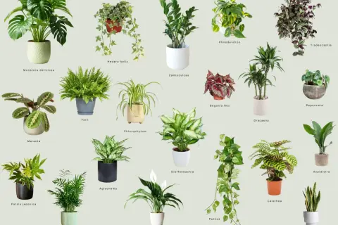 Rośliny do łazienki: Monstera, paproć, skrzydłokwiat i inne zielone cuda.