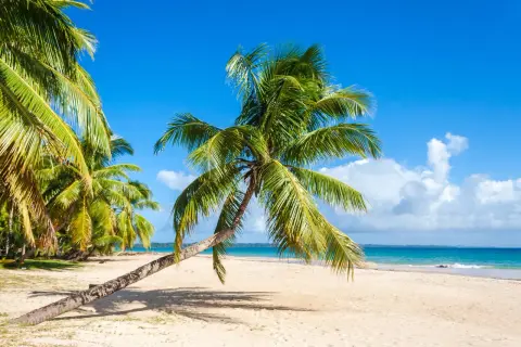 Palmy na plaży na Madagaskarze, mimo że to pora deszczowa, cieszą się słońcem.