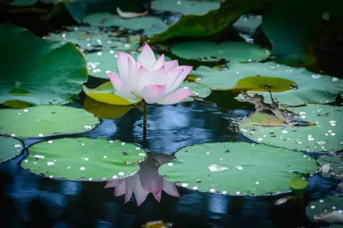 Una delicada flor de loto colores rosa y blanco emerge sobre hojas verdes en un estanque sereno, con gotas de agua brillando.