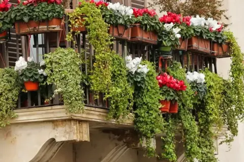 Balkon pełen zieleni i kwiatów. Wiszące pnącza oplatają balustradę, a w doniczkach kwitną czerwone i białe **komarzyce z pelargoniami**.