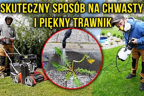 Jak pozbyć się chwastów jak trawa z trawnika? Skuteczny poradnik