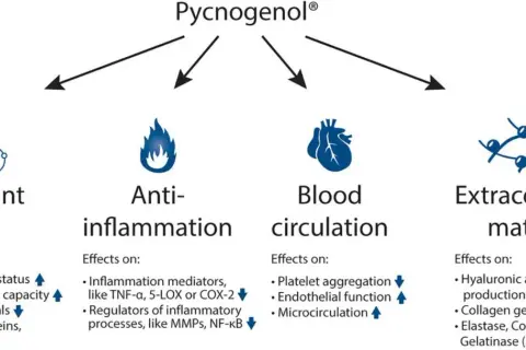 Pycnogenol® działa antyoksydacyjnie, przeciwzapalnie, wspiera krążenie krwi i macierz zewnątrzkomórkową.
