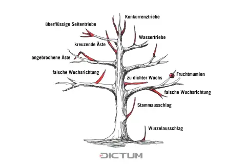 Illustration zeigt, wie man einen Walnussbaum schneiden muss. Markiert sind überflüssige Triebe, falsche Wuchsrichtung und mehr.