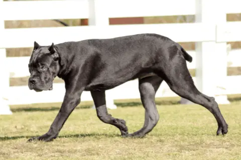 Czarny pies rasy Cane Corso, znany ze swojego zrównoważonego usposobienia, spaceruje po trawie.