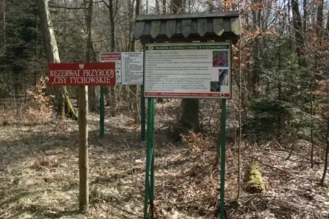 Rezerwat przyrody cisy w Polsce: Ochrona unikalnych gatunków