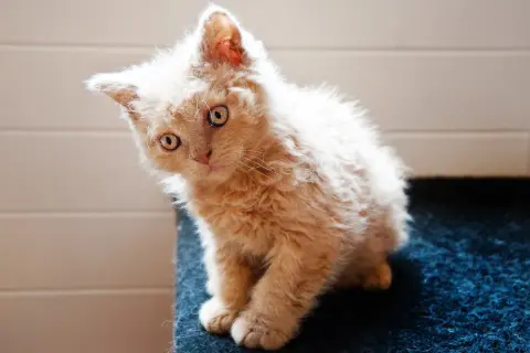 Un adorabile gatto riccio color crema, con occhi curiosi, seduto su una superficie blu.