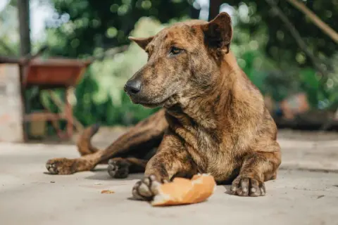 Es malo darle pan a los perros: riesgos y alternativas saludables