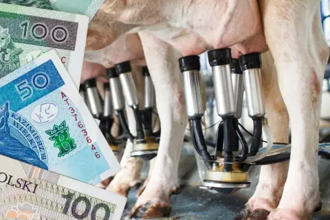 Po ile mleko w skupie? Sprawdź aktualne ceny i trendy w Polsce