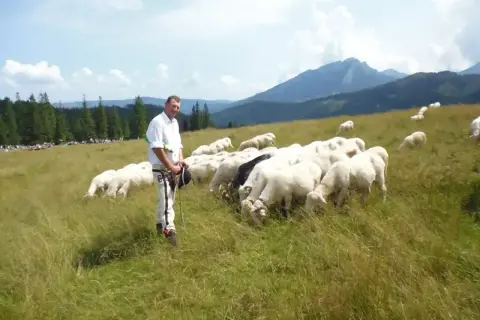 Górale pasą owce na hali. Czy ci nie żal, że tak mało miejsca na trawę?