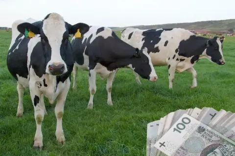 Krowy na łące i stos banknotów 100 zł. Czy to odzwierciedla aktualną cenę mleka w skupie?