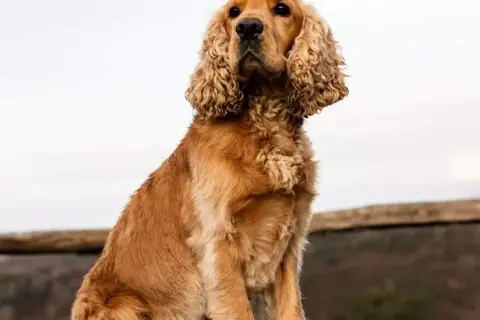Cocker spaniel: sierść czy włosy? Co musisz wiedzieć!
