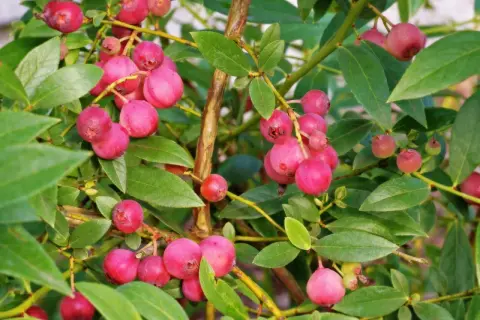 Krzew borówki z licznymi różowymi owocami, przypominającymi kolorystycznie borówkę pink lemonade.