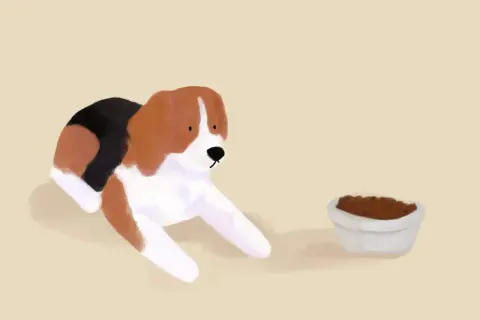 Beagle patrzy na miskę z karmą. Jak zachęcić psa do jedzenia suchej karmy? Może odrobina smaczka?