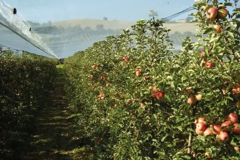 Filare di alberi di mele sotto una rete protettiva. Alcune mele rosse pendono dai rami, promettendo un sapore dolce, ma attenzione alla potenziale **butteratura amara**.