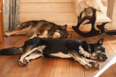 Zwei Hunde dösen friedlich auf dem Holzboden. Sie scheinen es zu genießen, hier **alleine bleiben** zu können, ohne gestört zu werden.