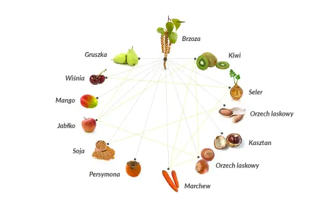 Schemat pokazuje powiązania krzyżowe między pyłkiem brzozy a produktami spożywczymi, takimi jak jabłko, gruszka, kiwi, marchew, orzechy i inne.