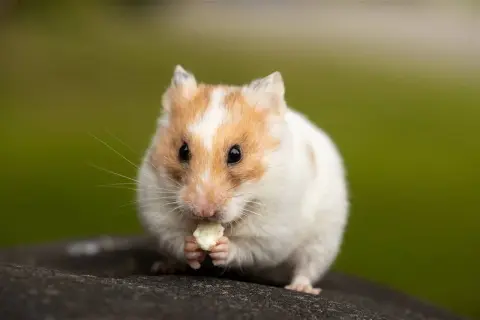 Un hámster blanco y naranja, con sus patitas delanteras, disfruta de un trozo de comida. Así es como los hámsters comen.