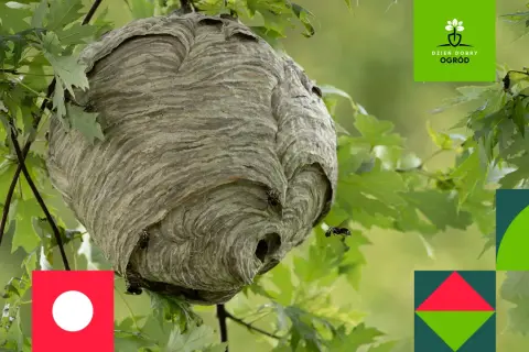 Duże, papierowe gniazdo szerszeni wisi na gałęzi wśród zielonych liści. Kilka owadów krąży wokół wejścia.