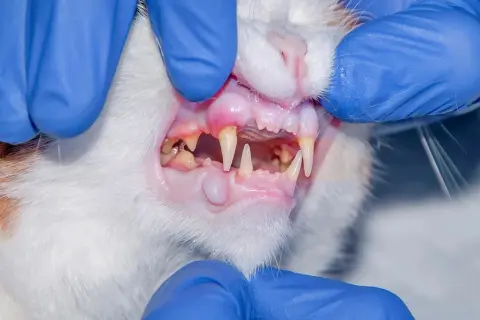 Veterinarian examines a cat's mouth, revealing a swollen area on the gums, a potential sign of cat mouth cancer.