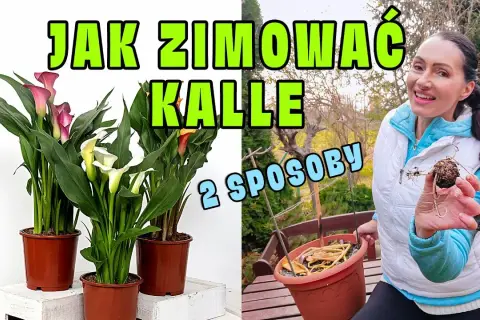 Kiedy wykopać kalie na zimę? Sprawdź idealny termin i sposób