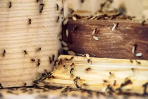 Rój mrówek, w tym uskrzydlonych, na drewnianej powierzchni. Czy mrowki sa szkodliwe dla roslin? Te mogą być, jeśli żerują na drewnie.