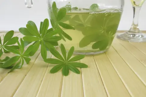 Frische Waldmeisterblätter schwimmen in einer Karaffe mit einer hellgelben Flüssigkeit, bereit für eine erfrischende Mai bowle.