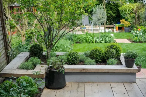 A lush garden with a raised planter featuring rounded boxwood shrubs and lavender, perfect for creating outdoor plants safe for dogs.