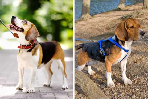 Zwei Beagles: Einer mit rotem Halsband, der andere mit blauem Geschirr, bereit für den Spaziergang.