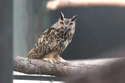 Búho real con ojos anaranjados brillantes posado en una rama. Un majestuoso ejemplo de rapaces en Madrid.