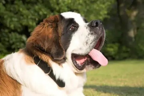 Cuál es el perro más bonito del mundo según expertos y rankings